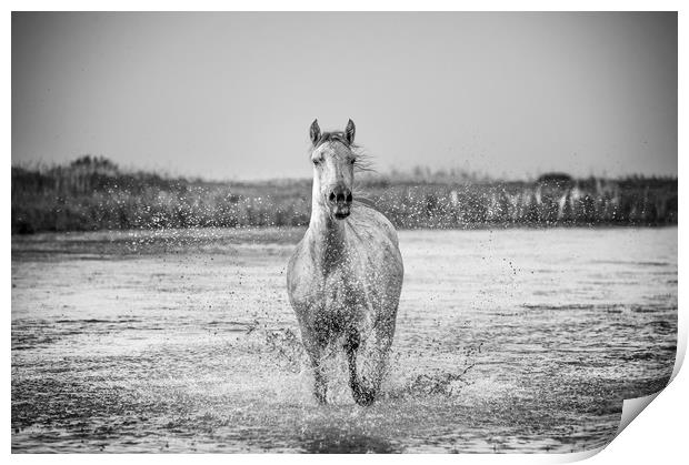 Lone White Horse in mono Print by Janette Hill