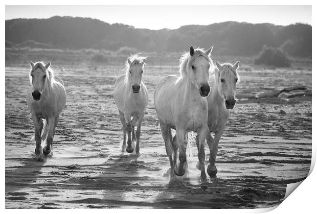 Serenity in Mono Print by Janette Hill