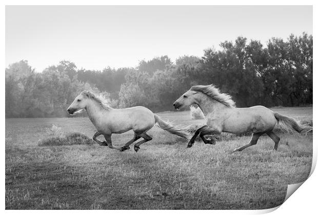 Stallion run in mono Print by Janette Hill