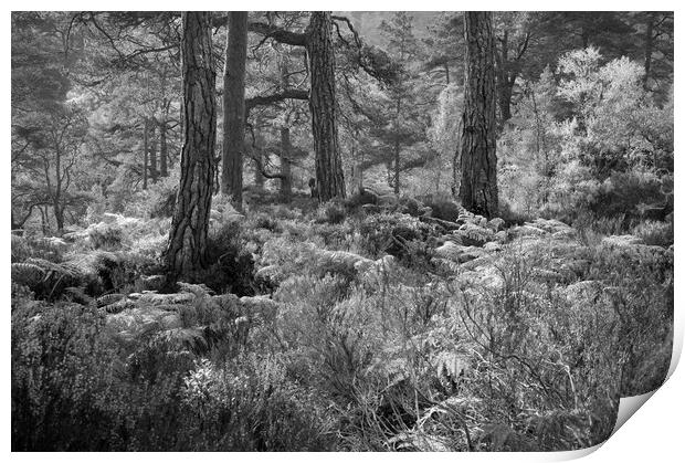 Trunks and Ferns Mono Print by Janette Hill