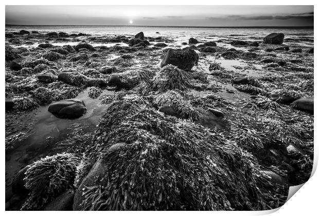 Seaweed and Rocks in Mono Print by Janette Hill