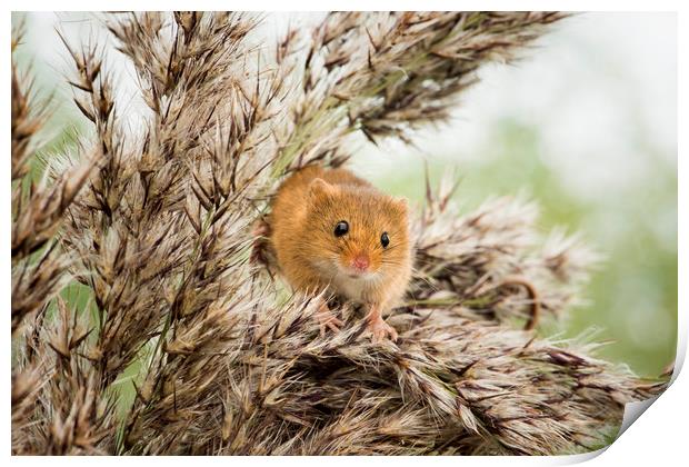 Harvest Mouse  Print by Janette Hill