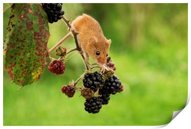 Harvest Mouse and Berries Print by Janette Hill