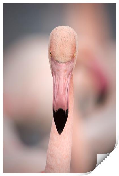 Pink Flamingo Portrait Print by Janette Hill