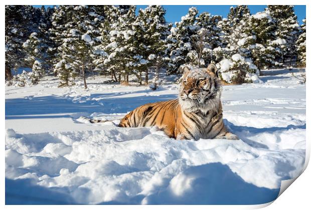 Siberian Tiger in snow Print by Janette Hill