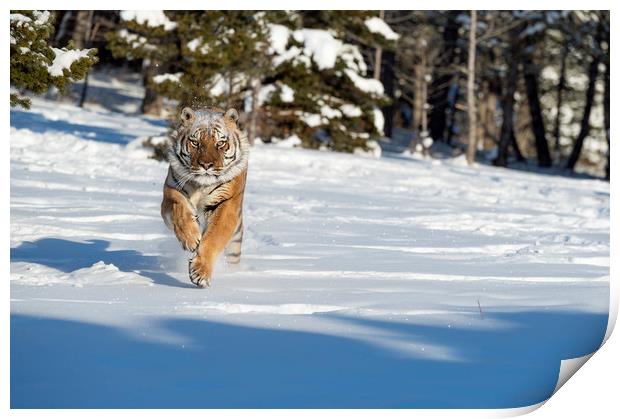 Siberian Tiger  Print by Janette Hill