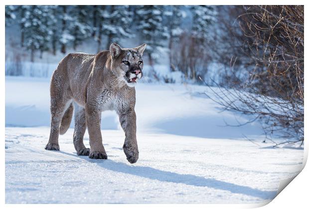 Puma Prowl Print by Janette Hill