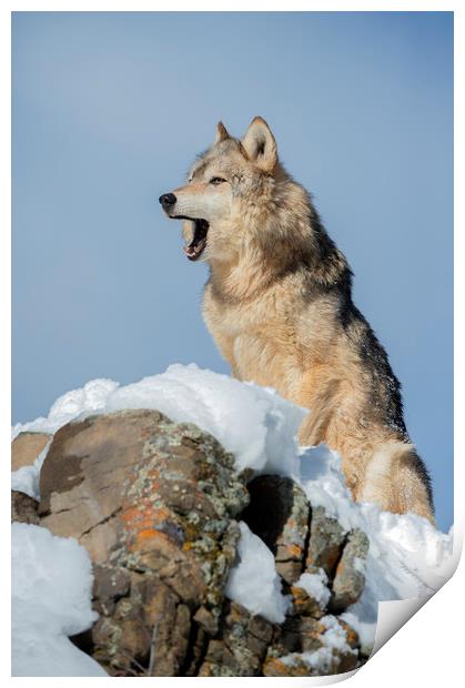 Wolf Portrait Print by Janette Hill