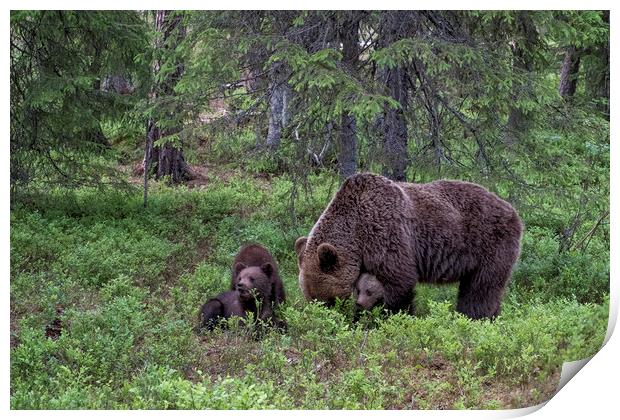 Brown Bear Family, Finland Print by Janette Hill
