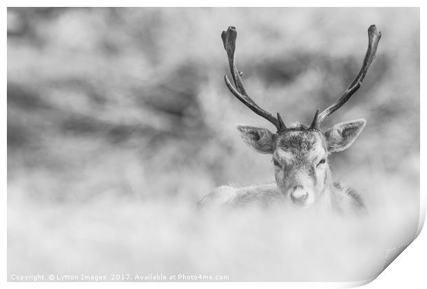 black and white stag  Print by Wayne Lytton