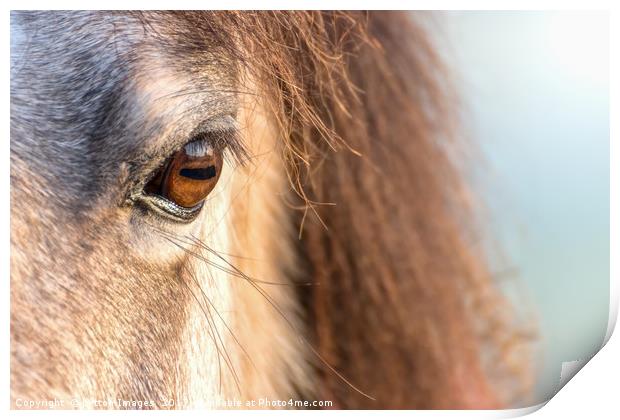 A horses Eye Print by Wayne Lytton