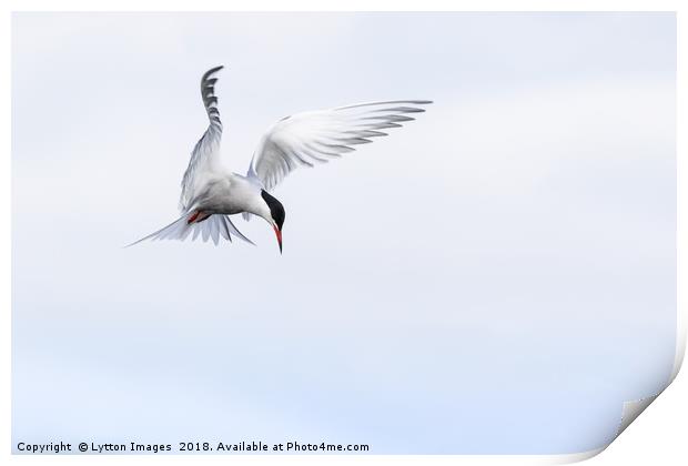 Guardian Angel (common Tern) Print by Wayne Lytton