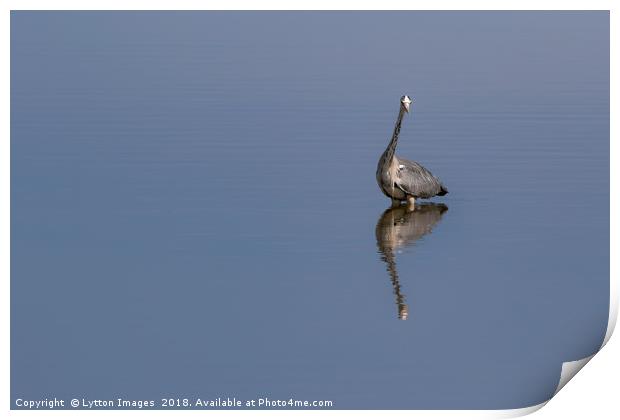 Grey Heron Reflecting Print by Wayne Lytton