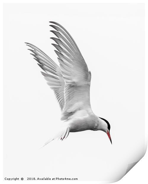 Common Tern Tri colour Print by Wayne Lytton