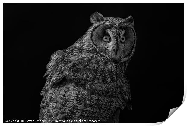 short eared owl - portrait Print by Wayne Lytton