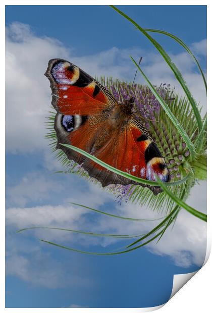 peacock butterfly Print by Kevin Snelling