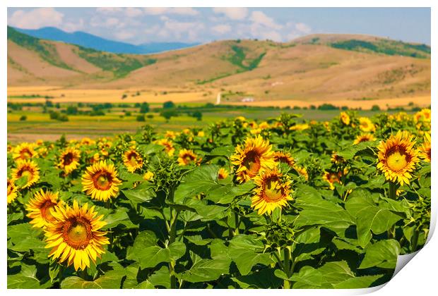 Majestic Sunflower Valley Print by Kevin Snelling