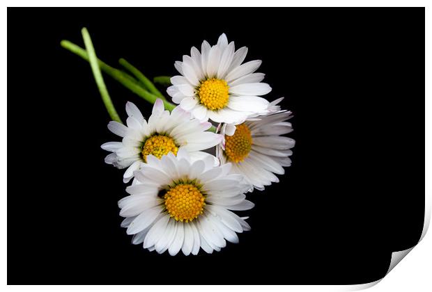The Majestic Oxeye Daisies Print by Kevin Snelling