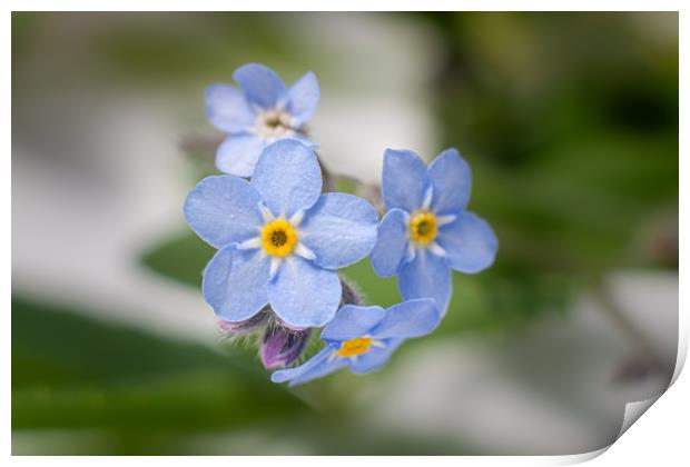 Forget me not Print by Kevin Snelling