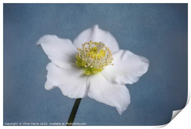 Christmas Rose Hellebore Print by Chris Harris