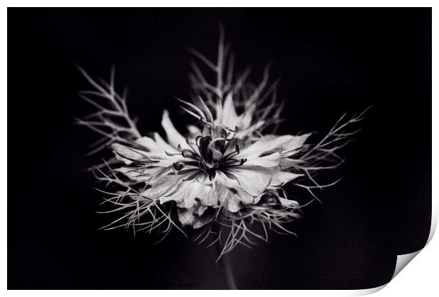 Love-in-a-Mist II Print by Chris Harris