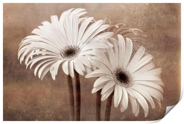 Gerbera Vintage Print by Chris Harris