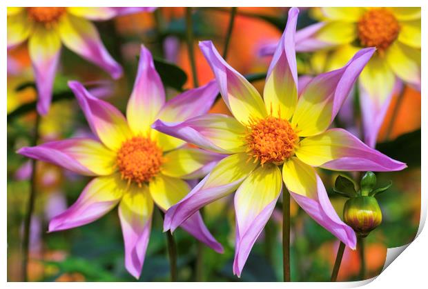 Dahlia 'Trelyn Seren' Print by Chris Harris