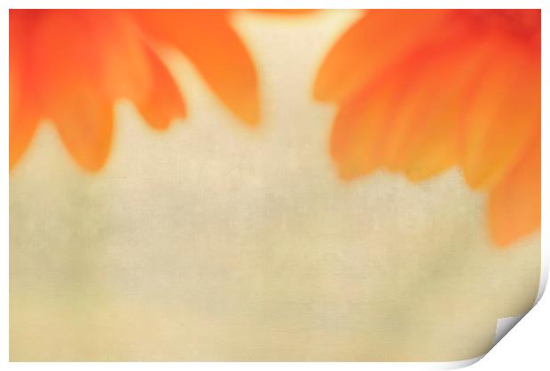 FLOWER IMPRESSION Print by Chris Harris