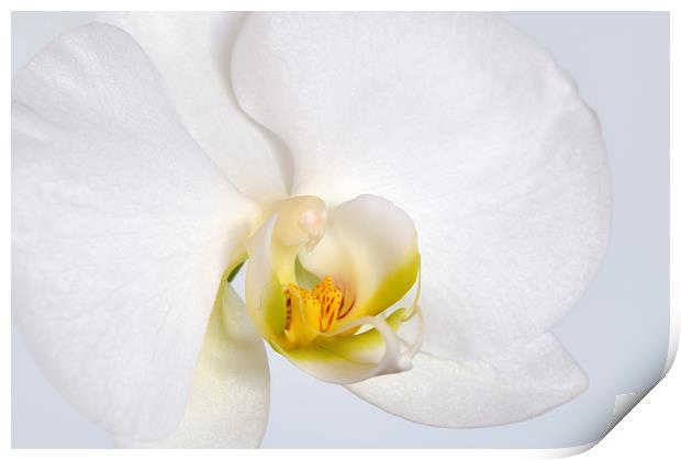ORCHID I Print by Chris Harris