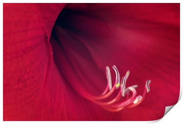 Red Amaryllis Print by Chris Harris