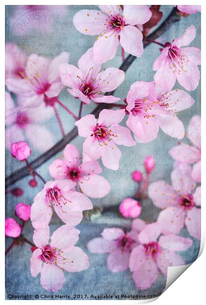 Cherry Blossom Chic Print by Chris Harris