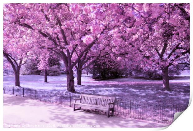 Under the blossom trees - Infrared Print by Chris Harris