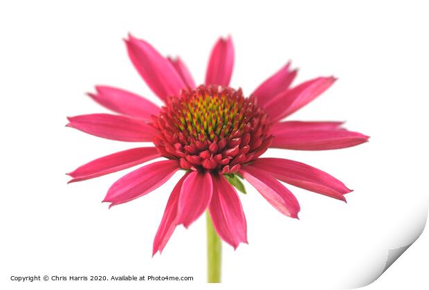Echinacea 'Delicious Candy'  Print by Chris Harris