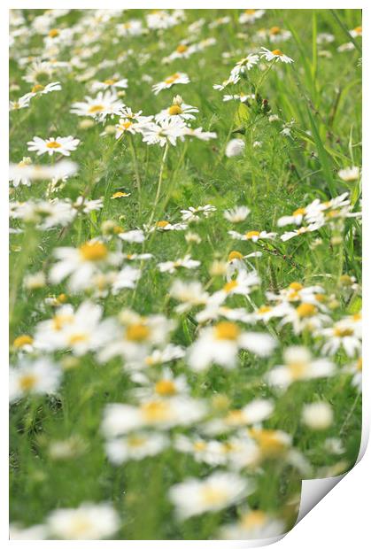Daisy  Print by bliss nayler