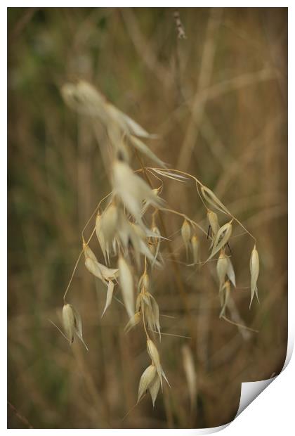Wheat Print by bliss nayler
