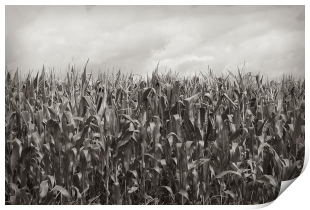 Corn Fields Print by bliss nayler