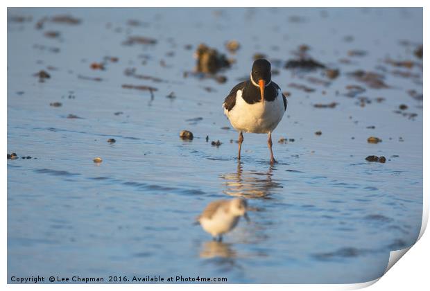 Oystercatcher confused by Sanderling Print by Lee Chapman