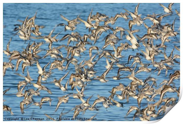 Flock of Sanderlings Print by Lee Chapman