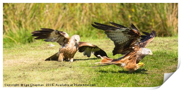 Red Kite food fight Print by Lee Chapman