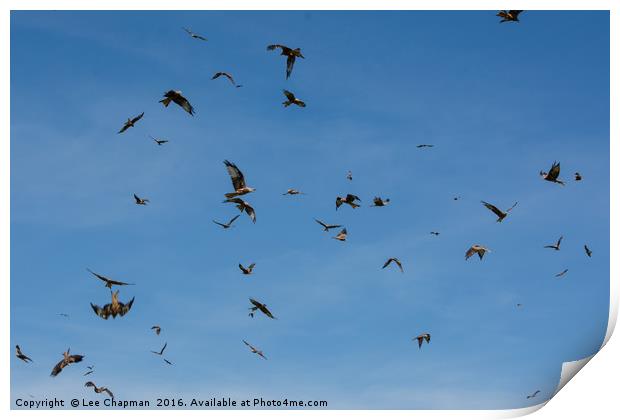 The Red Kites of Gigrin Farm Print by Lee Chapman