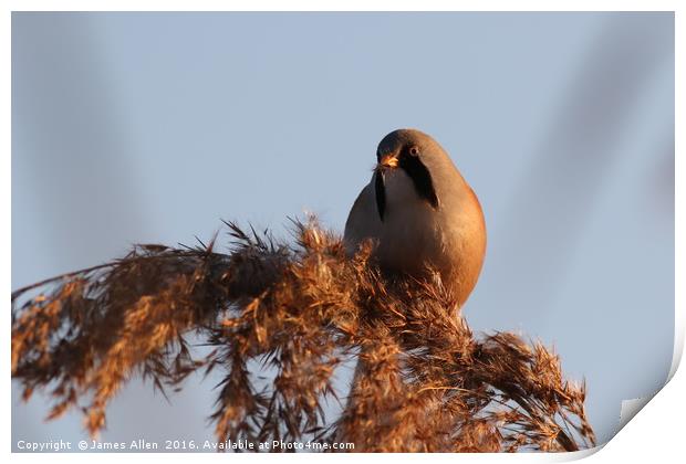 Bearded Tit Print by James Allen