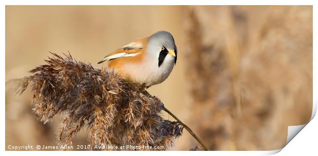 Bearded Tit  Print by James Allen