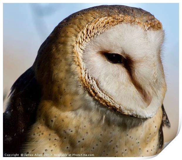 I am Beautiful aren't I (Female Barn Owl) Print by James Allen