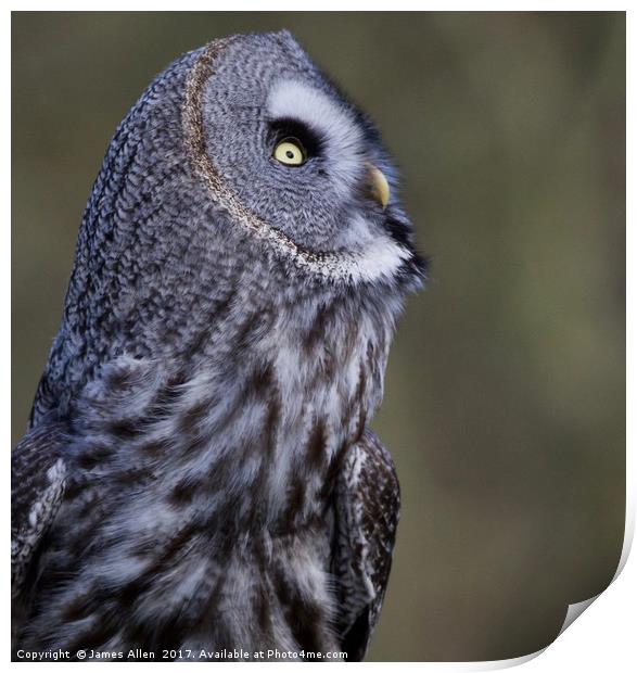 What's going on up there!! Great grey owl (Strix n Print by James Allen