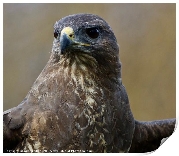 Up Close and Personal (Buzzard) Print by James Allen