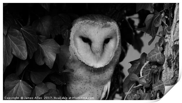 Owls Den! (Barn Owl black & White) Print by James Allen