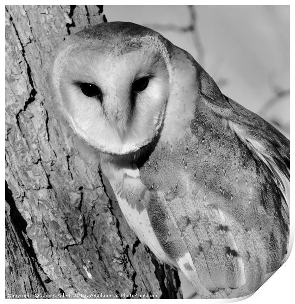 Barn Owl (Black & White Pose) Print by James Allen