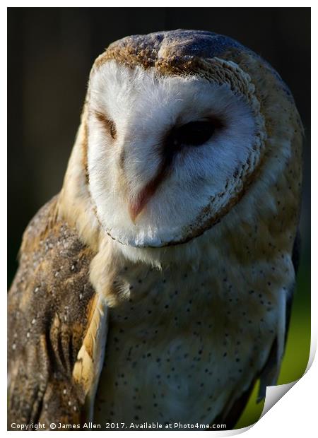 The Happy contented Barn Owl Print by James Allen
