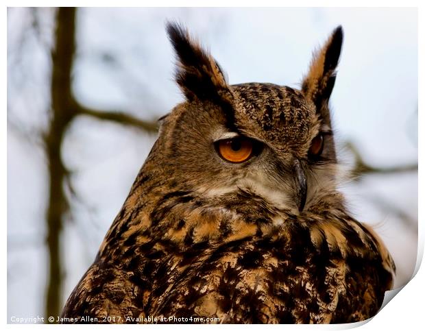 European Eagle Owl  Print by James Allen