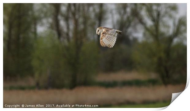 Barn Owls  Print by James Allen